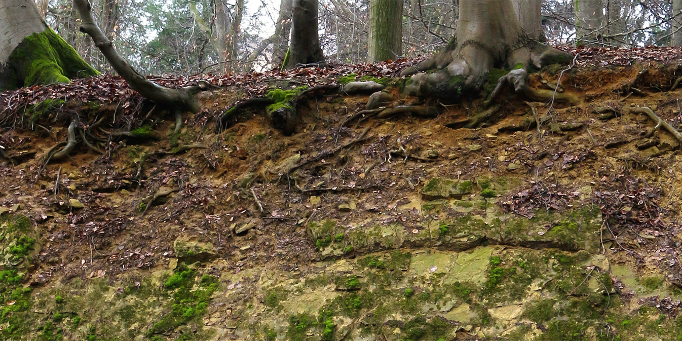 Bodenprofil: Braunlehm (Terra fusca) aus Kalkstein