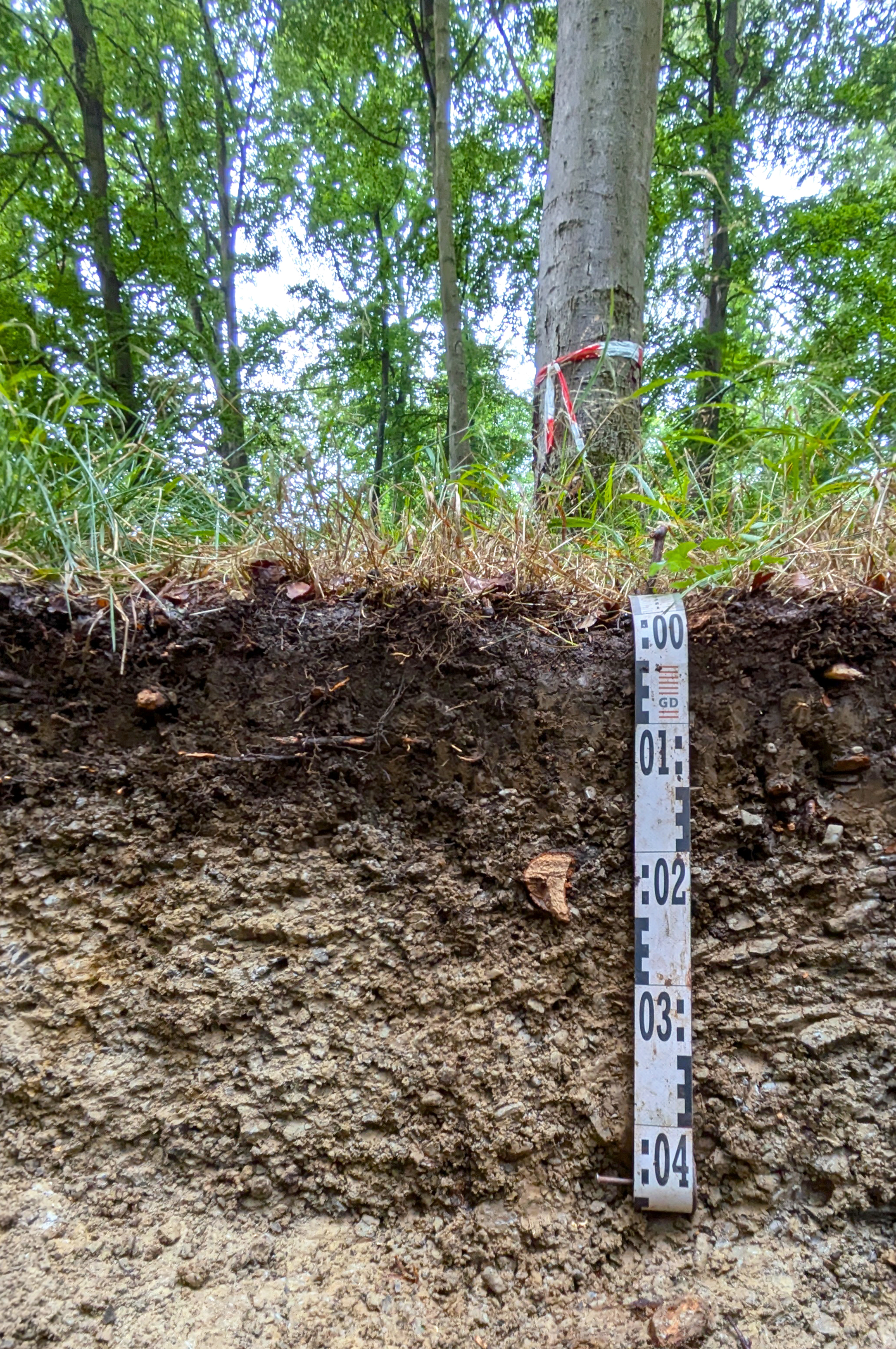 Bodenprofil: Rendzina aus verwittertem Kalkstein 