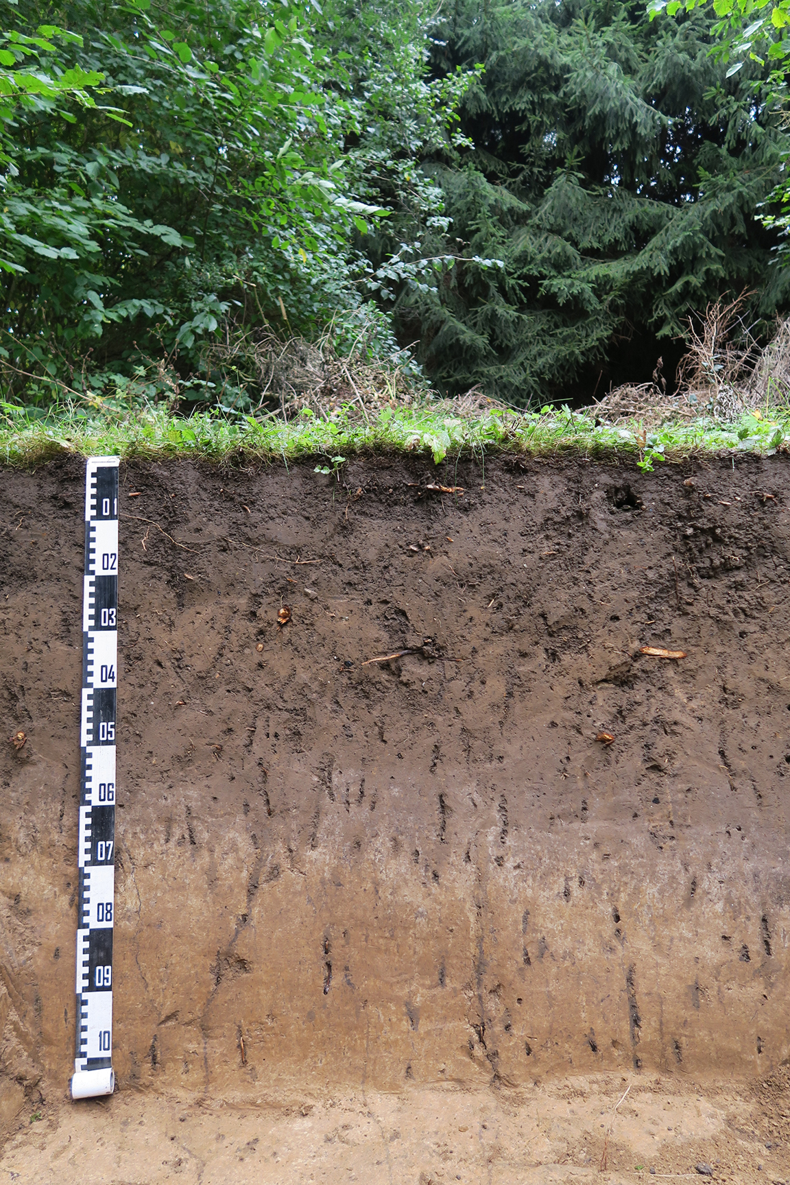 Bodenprofil: Schwarzerde-Parabraunerde-Relikt unter Gartenboden (Hortisol) aus Löss