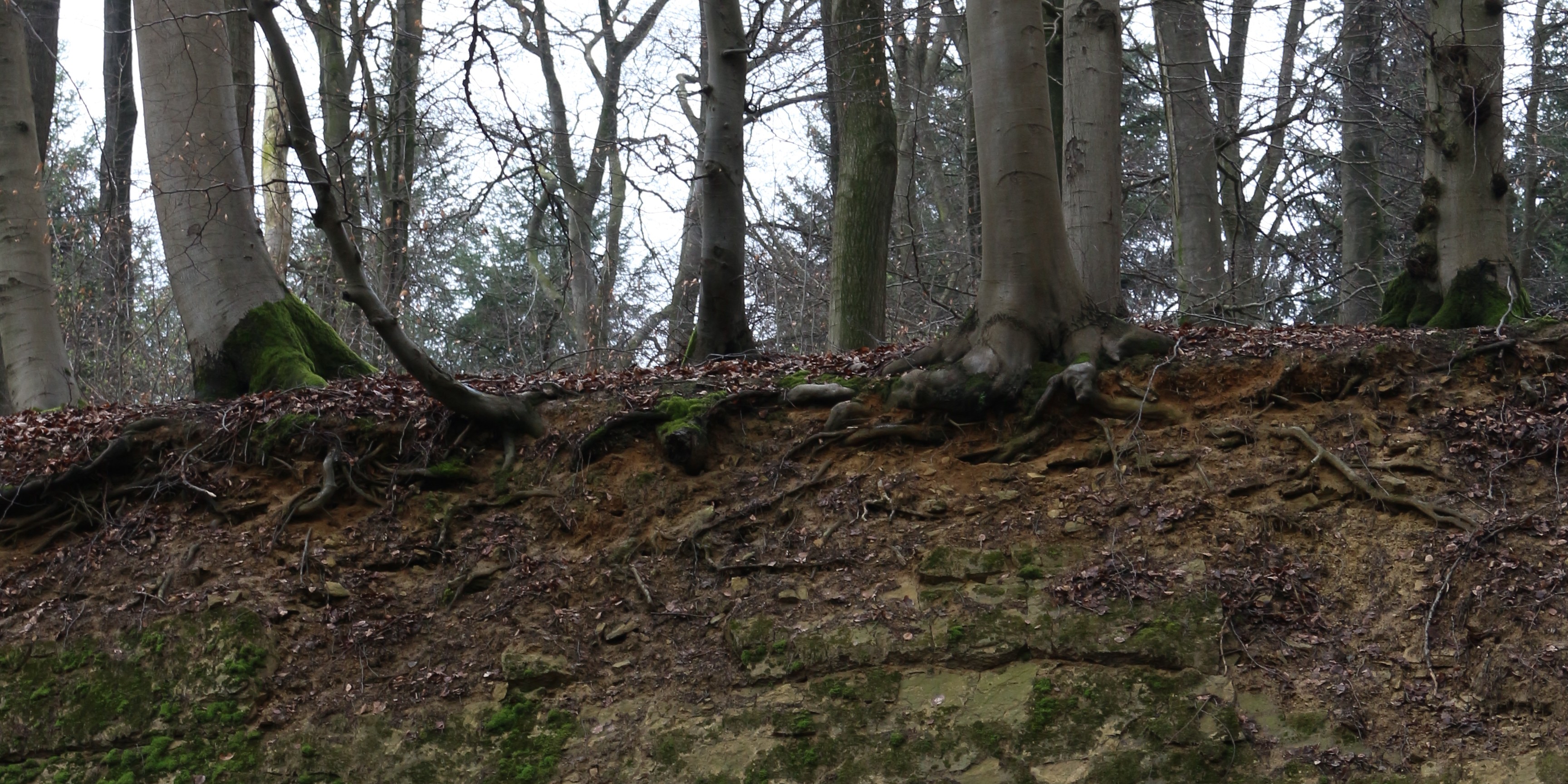 Bodenprofil: Braunlehm (Terra fusca) aus Kalkstein