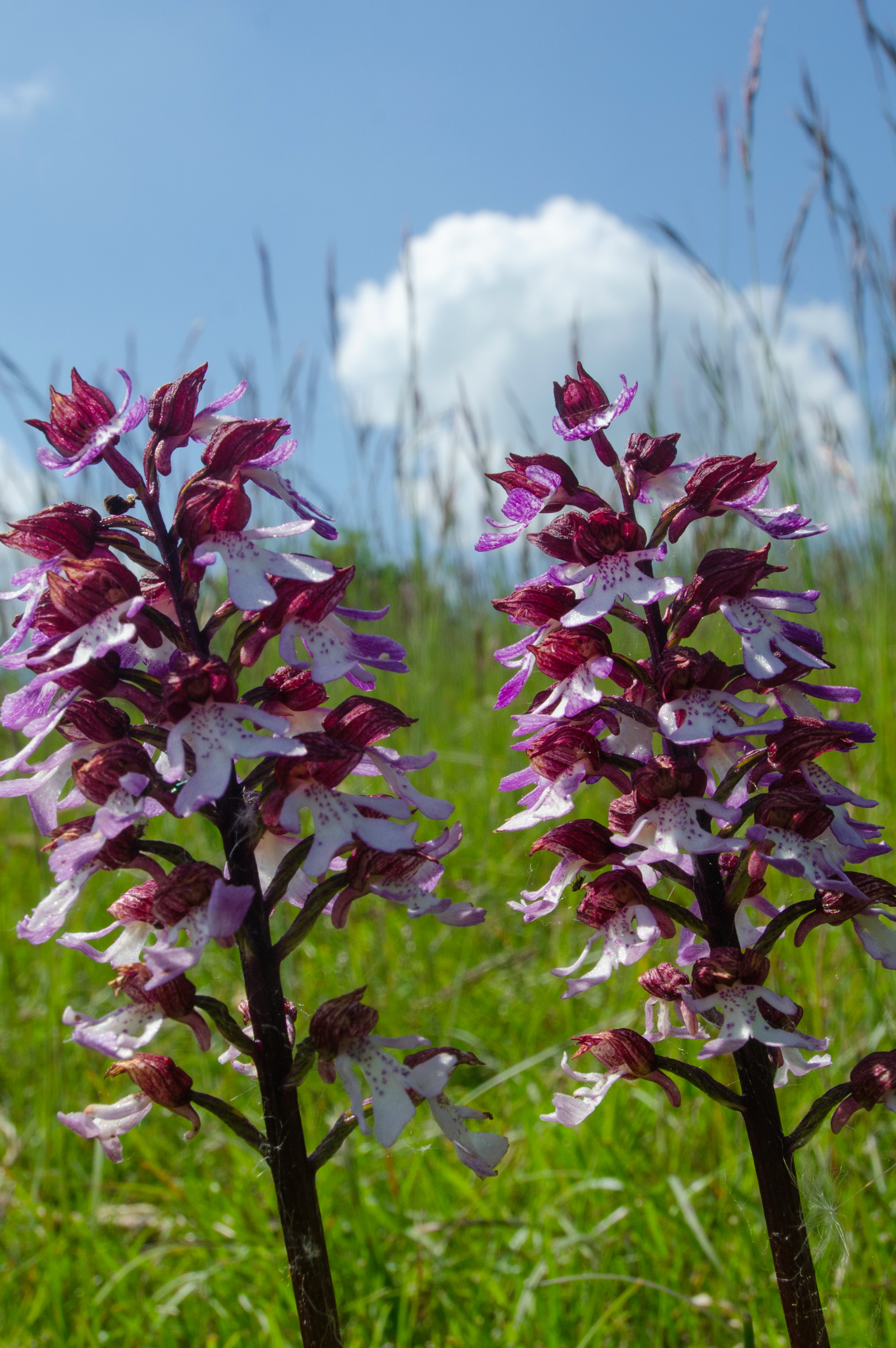 Purpur-Knabenkraut Orchis purpurea 