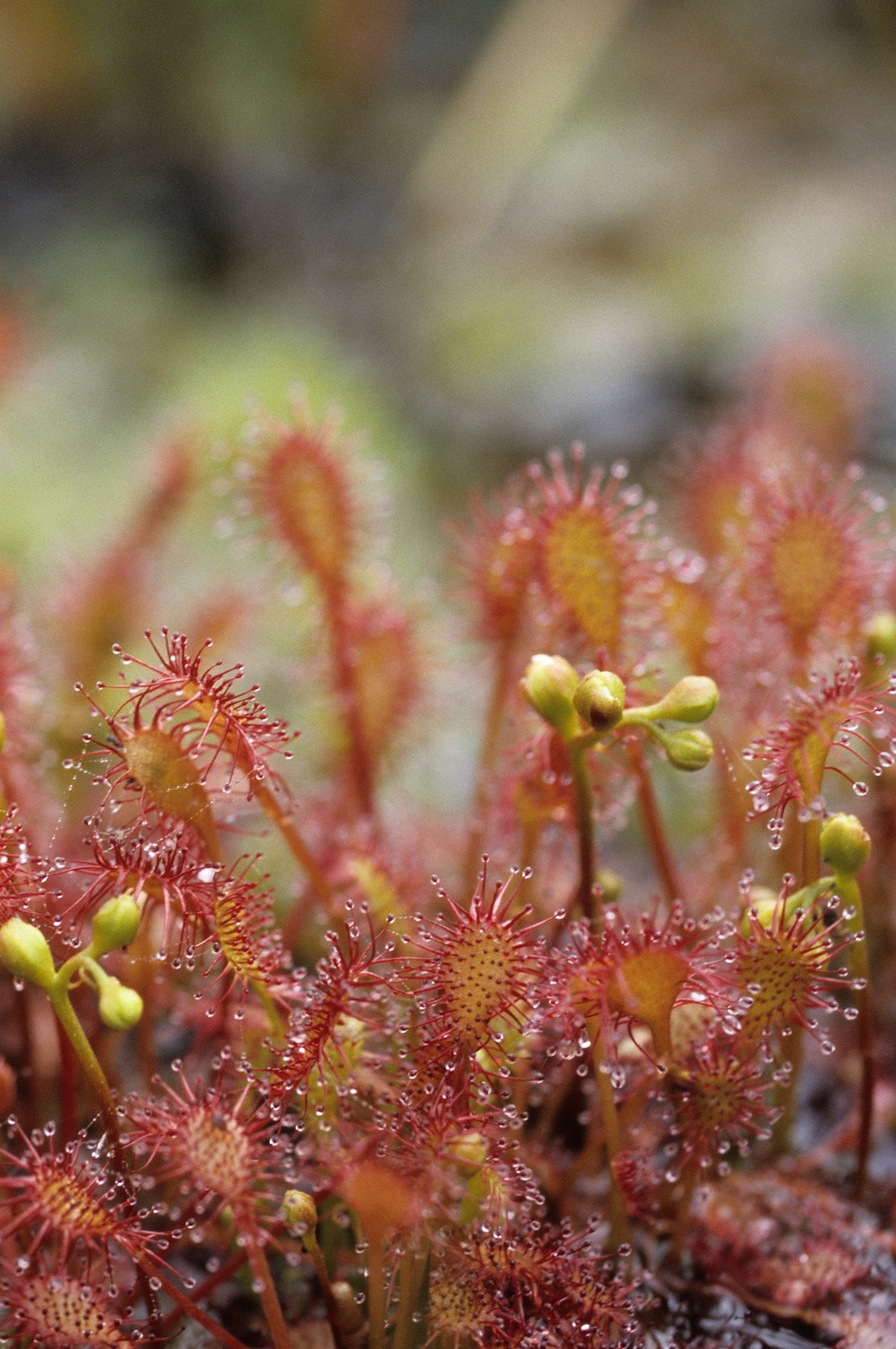 Nahaufnahme von Sonnentau