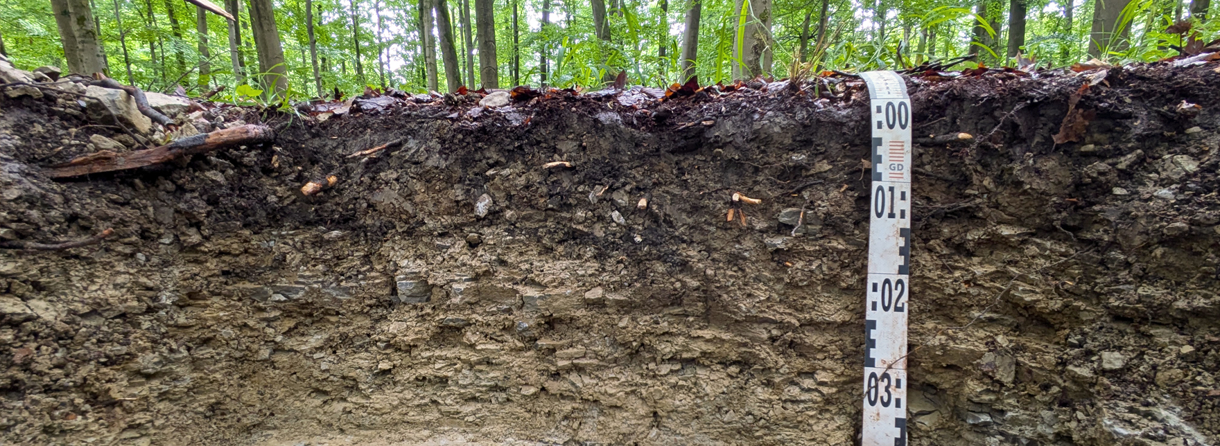 Bodenprofil: Rendzina aus Wellenkalk (Unterer Muschelkalk) unweit des Escherbergs östlich von Bad Driburg.