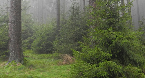 Fichtenbestand im Nebel, Rothaargebierge